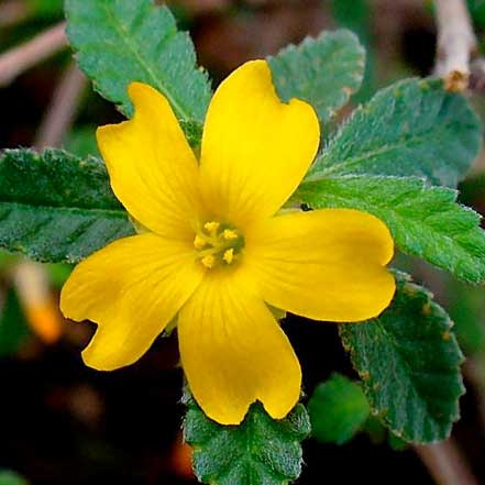 Damiana Leaf